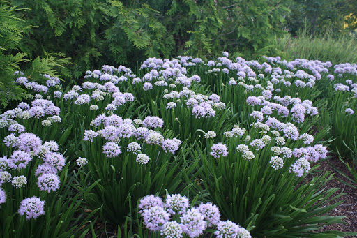 Allium 'Summer Peak-A-Boo'